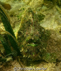 Shaggy Anglerfish - taken in 2m of water in seagrass bed ... by Christian Loader 